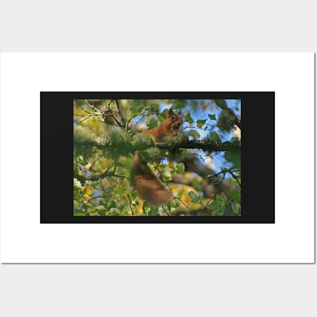 Red Squirrel Wall Art by orcadia